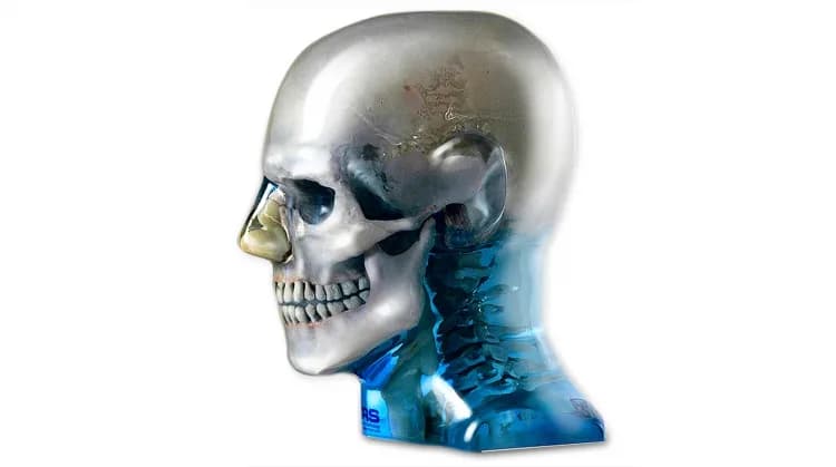 Ref. 711 – HN ATOM Max Dental & Diagnostic Head Phantom — aTOM Max Дентальный и диагностический фантом головы
