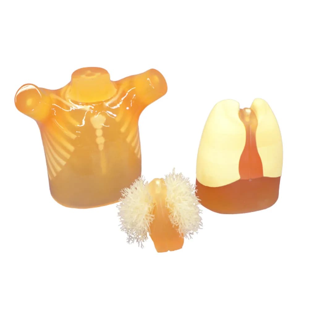 Ref. PH-1C Pediatric Chest Phantom — пФГ Педиатрический фантом груди