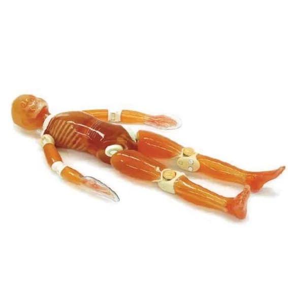Ref. PH – 2C Pediatric Whole Body Phantom «PBU - 70» — pBU - 70 Полноростовой педиатрический фантом