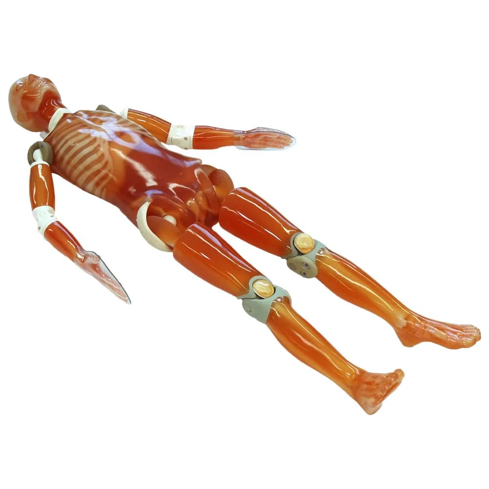 Ref.PH-2E Whole Body Phantom with Pathologies — полноростовой КТ фантом с патологиями