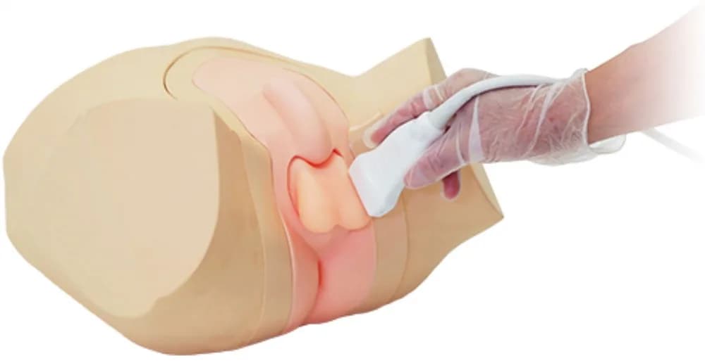 Ref.US-11 Scrotal Ultrasound Phantom — скротальный фантом для ультразвукового исследования