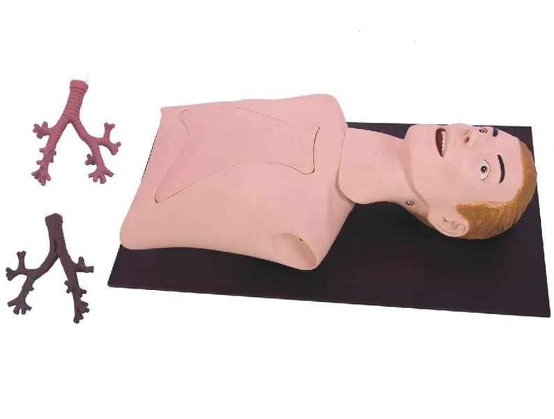 Тренировочная модель для бронхоскопии — kARLV44 Bronchial endoscope training model